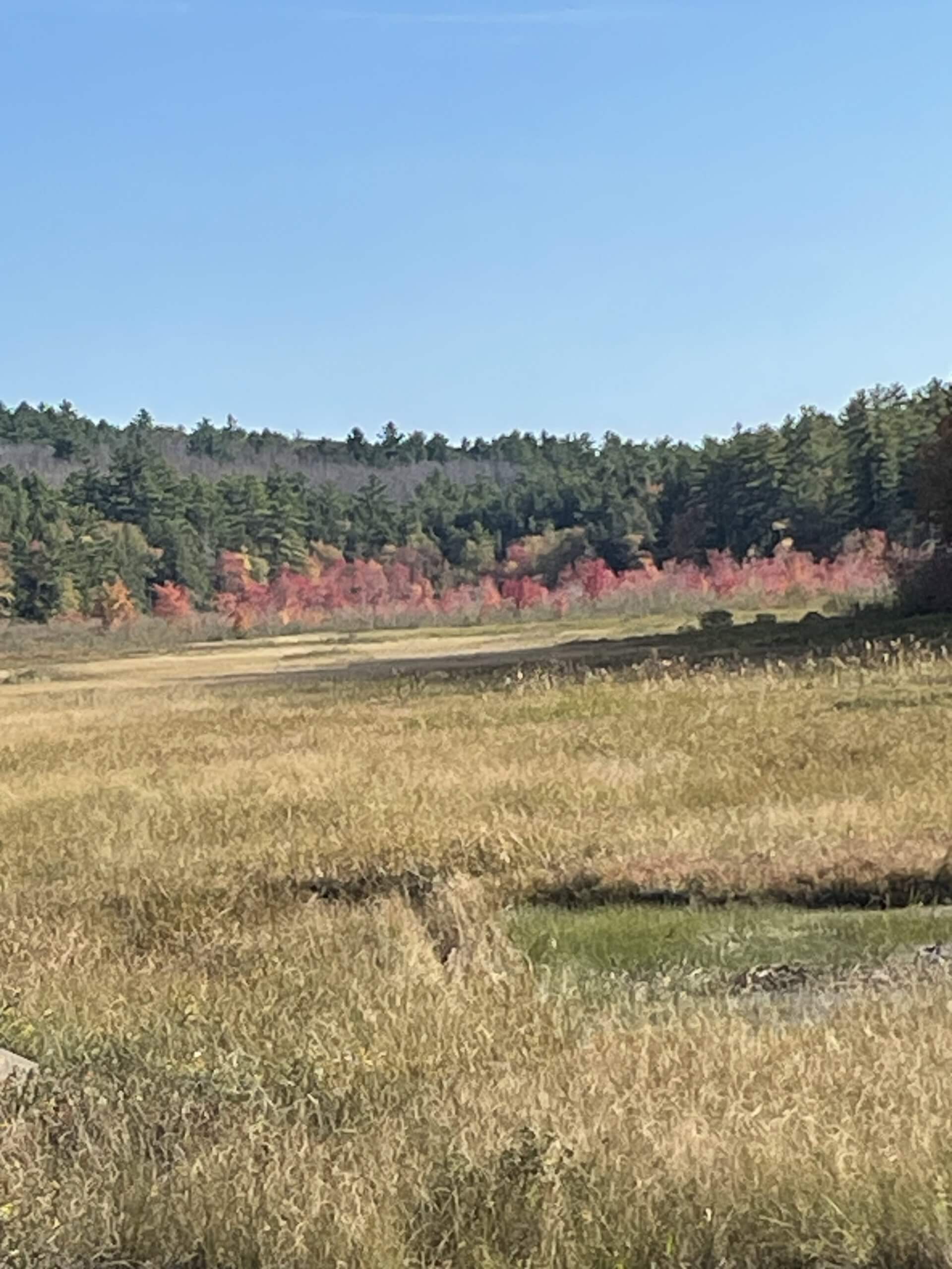 Stevens Swamp Loop – Warwick, MA